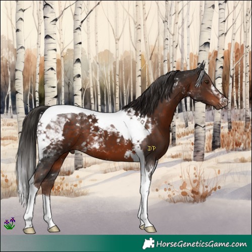 Horse Color:Liver Chestnut Tobiano 