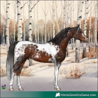 Horse Color:Liver Chestnut Tobiano