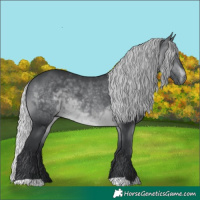 Horse Color:Silver Brown Chinchilla 
