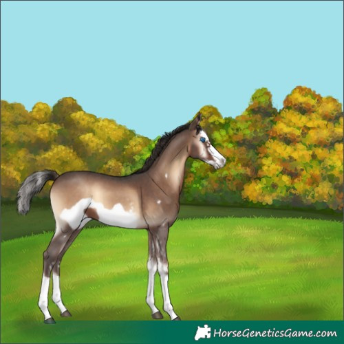 Horse Color:Liver Red Onyx Sabino Splash Frame 