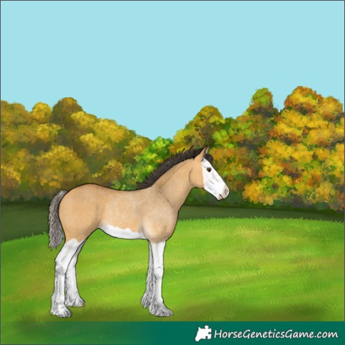 Horse Color:Buckskin Dun Splash Rabicano 