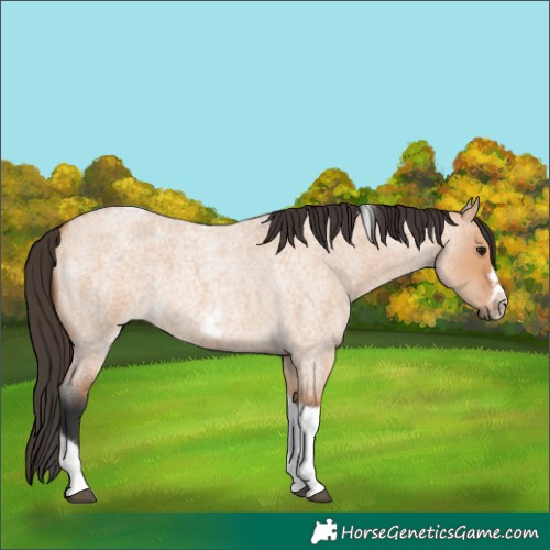 Horse Color:Bay Roan Dun Tobiano Frame 