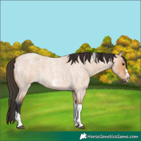 Horse Color:Bay Roan Dun Tobiano Frame 