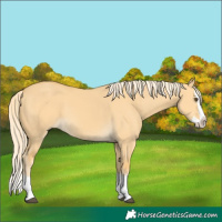 Horse Color:Unknown 