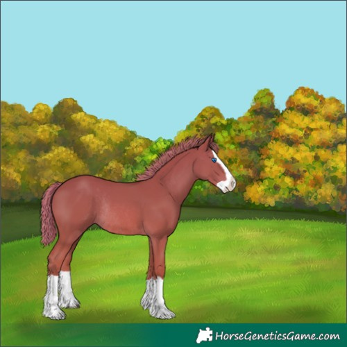 Horse Color:Chestnut Splash Rabicano 