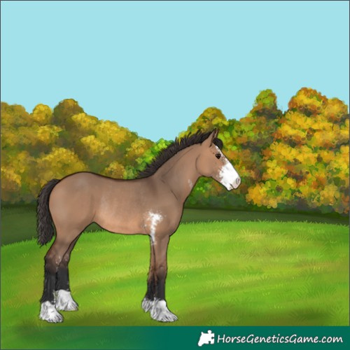 Horse Color:Bay Dun Sabino Rabicano 