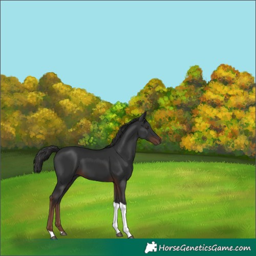 Horse Color:Liver Chestnut Tobiano 