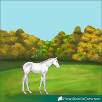 Horse Color:White Spotted Amber Champagne Roan Onyx Leopard 