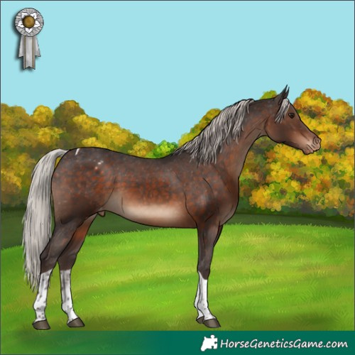 Horse Color:Silver Brown Tobiano Appaloosa 