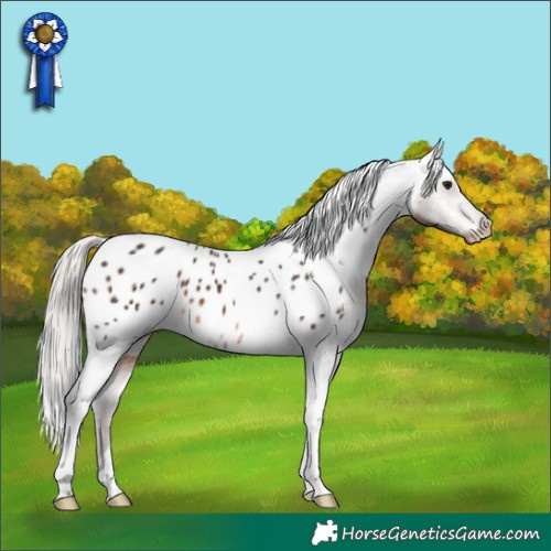 Horse Color:Silver Brown Tobiano Appaloosa 