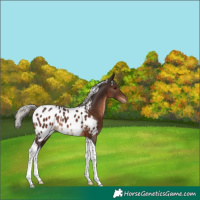 Horse Color:Silver Brown Tobiano Appaloosa