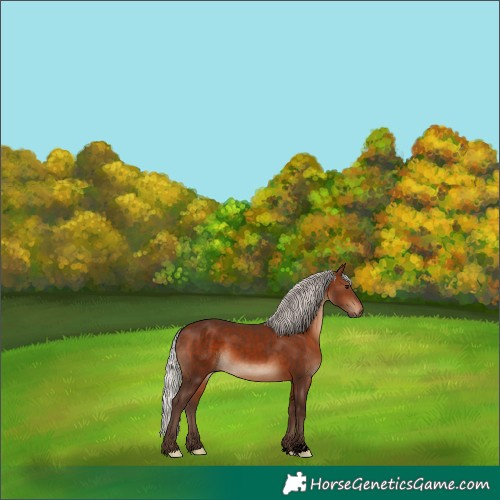 Horse Color:Void Silver Brown 