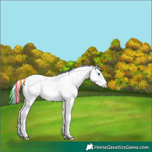 Horse Color:Painted Watercolor Bay Sabino Splash Appaloosa 