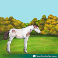 Horse Color:Nacre Brown Sabino Splash Tobiano Varnish 