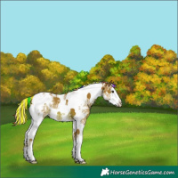 Horse Color:Painted Watercolor Chestnut Sabino Splash Tobiano Appaloosa 