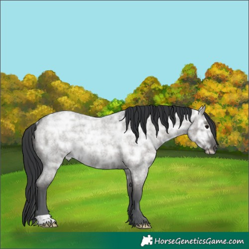 Horse Color:Grullo Ice Roan Rabicano 