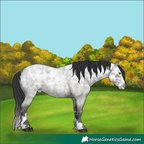 Horse Color:Grullo Ice Roan Sabino Splash Rabicano 