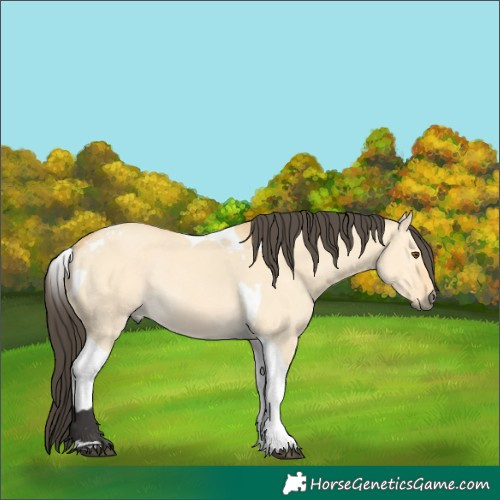 Horse Color:Buckskin Dun Tobiano Rabicano 