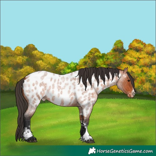 Horse Color:Bay Roan Sabino Near Leopard Rabicano 