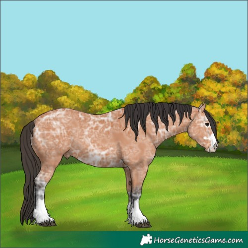 Horse Color:Bay Ice 