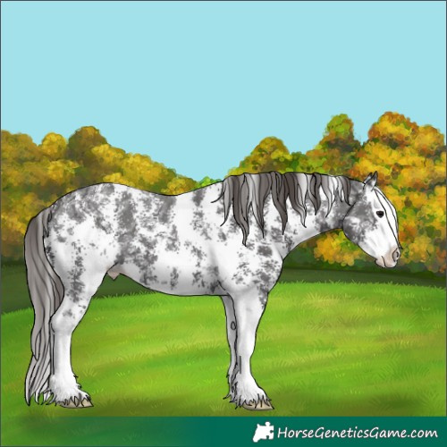 Horse Color:Smoky Black Ice Sabino Splash Varnish 