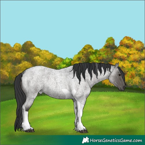 Horse Color:Unknown 