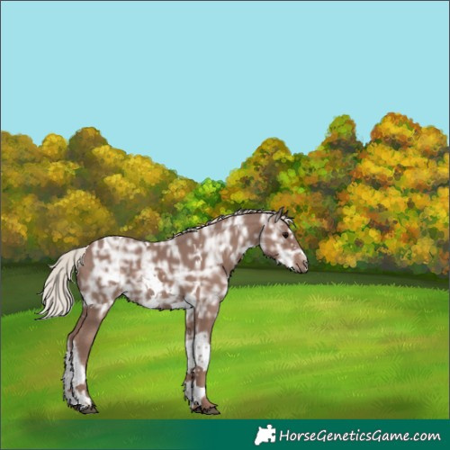 Horse Color:Silver Black Ice Tobiano Frame Rabicano 