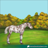 Horse Color:Silver Black Ice Tobiano Frame Rabicano 