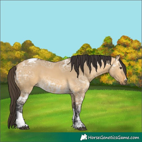 Horse Color:Unknown 