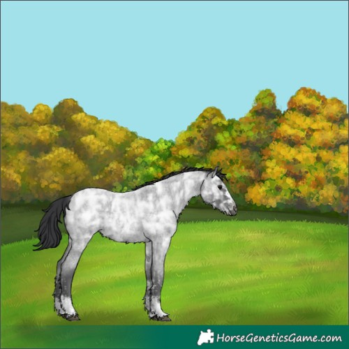 Horse Color:Blue Ice Roan Sabino Rabicano 