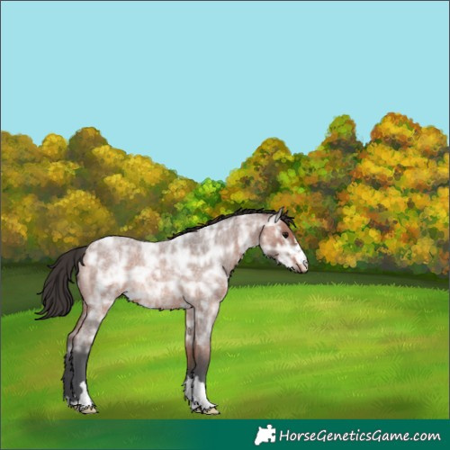 Horse Color:Bay Ice Roan Rabicano 