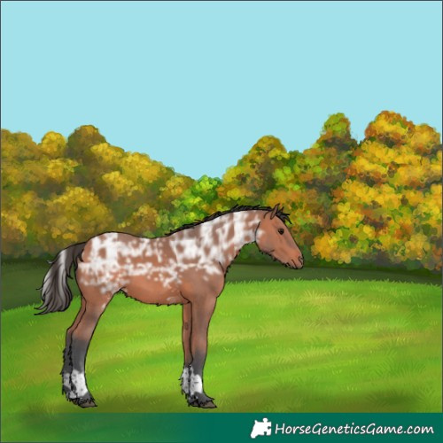 Horse Color:White Spotted Bay Ice Tobiano Rabicano 