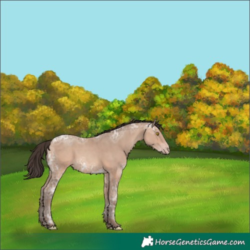 Horse Color:White Spotted Sable Champagne Ice 