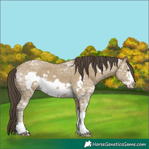 Horse Color:White Spotted Classic Cream Champagne Ice Frame 