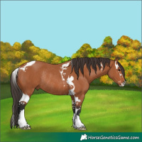 Horse Color:Bay Splash Tobiano Rabicano 