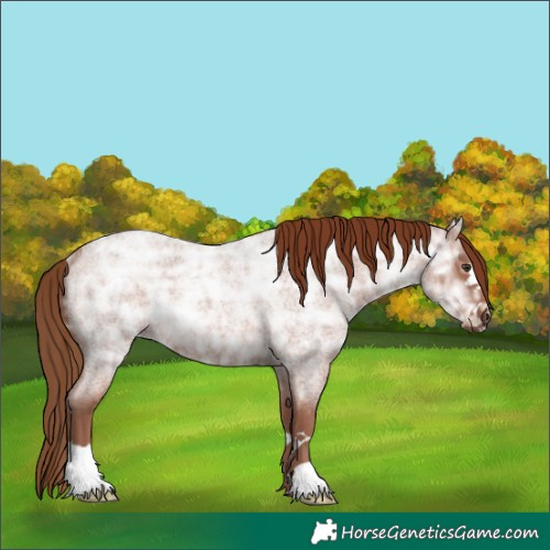 Horse Color:Red Ice Roan Rabicano 