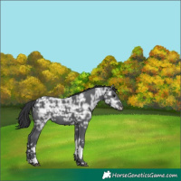 Horse Color:Black Ice Tobiano Rabicano 