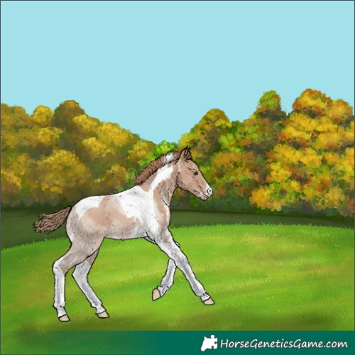 Horse Color:Black Pearl Sabino Tobiano 