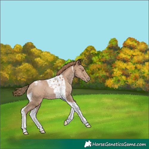 Horse Color:Black Pearl Tobiano 