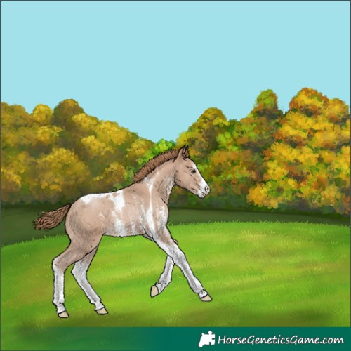 Horse Color:Black Pearl Sabino Tobiano 