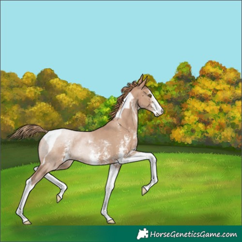 Horse Color:Black Pearl Sabino Tobiano 