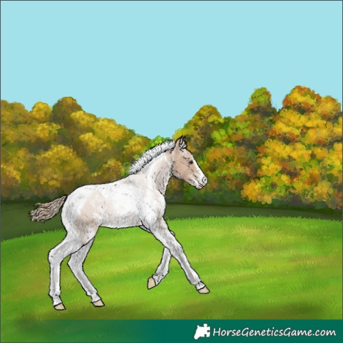 Horse Color:Black Pearl Sabino Tobiano 