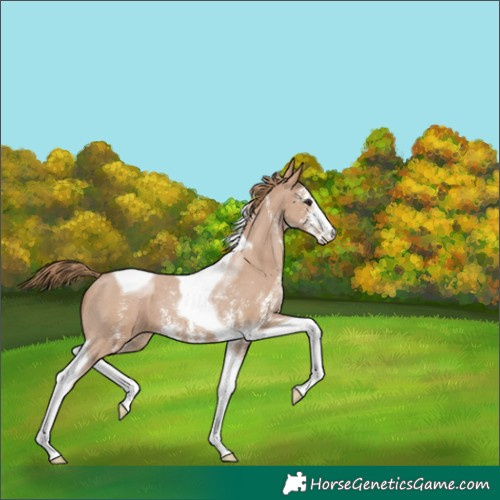 Horse Color:Black Pearl Sabino Tobiano 
