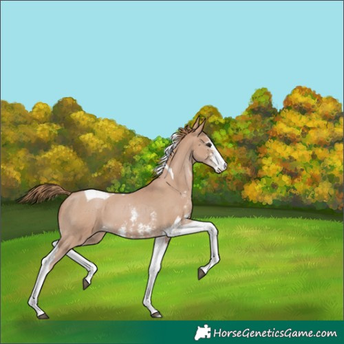 Horse Color:Black Pearl Sabino Tobiano 