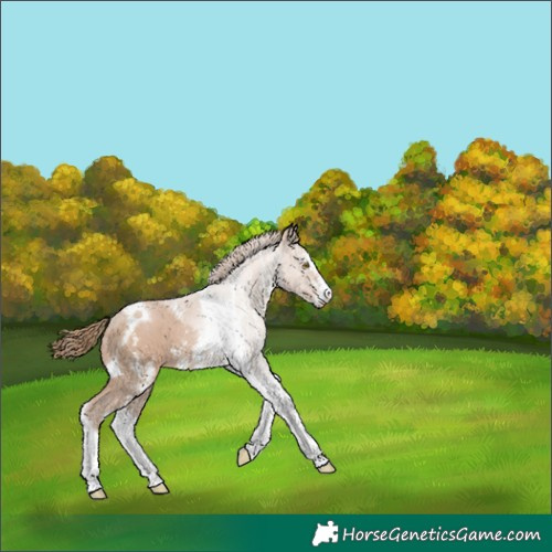 Horse Color:Black Pearl Sabino Tobiano 
