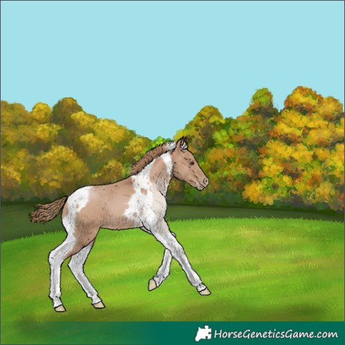 Horse Color:Black Pearl Tobiano 