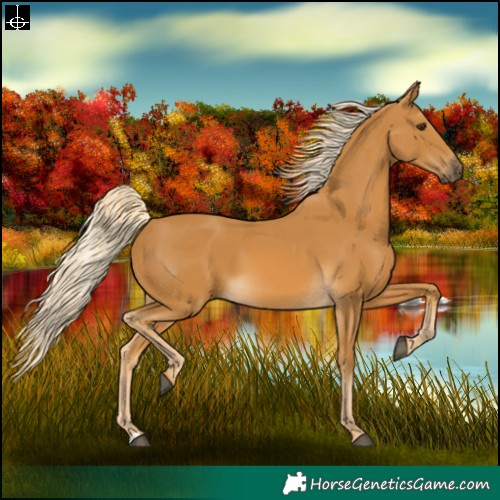 Horse Color:Palomino 