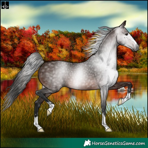 Horse Color:Gray Bay 