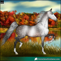 Horse Color:Gray Bay 