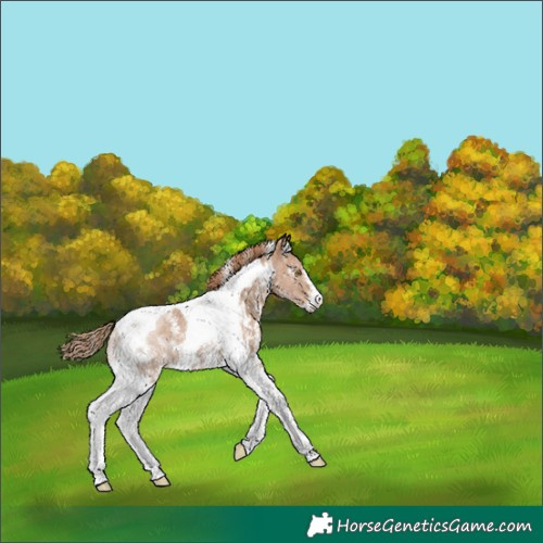 Horse Color:Black Pearl Sabino Tobiano 
